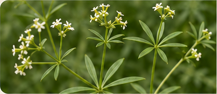 Klettenlabkraut – Galium aparine